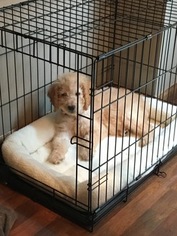 Goldendoodle Puppy for sale in BURNSVILLE, MN, USA