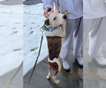 Small #24 American Pit Bull Terrier Mix