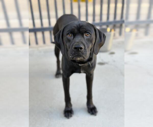 Medium Photo #1 English Foxhound-Unknown Mix Puppy For Sale in Santa Maria, CA, USA