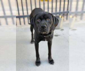 English Foxhound-Unknown Mix Dogs for adoption in Santa Maria, CA, USA