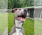 Small #17 Mountain Cur Mix