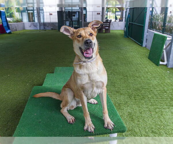 Medium Photo #2 Shepradors Puppy For Sale in Pasadena, CA, USA