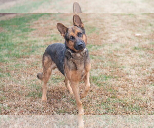 Medium Photo #3 German Shepherd Dog Puppy For Sale in La Grange , NC, USA