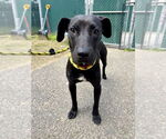 Small #2 Labrador Retriever Mix