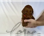 Small Photo #52 Goldendoodle Puppy For Sale in ABILENE, TX, USA
