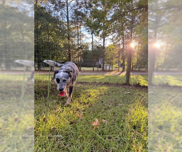 Medium Photo #5 Mutt Puppy For Sale in Garden City, NY, USA