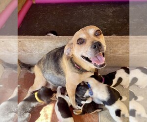 Jack Russell Terrier Litter for sale in PENROSE, CO, USA