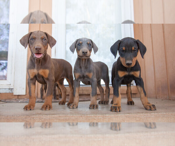 View Ad Doberman Pinscher Litter of Puppies for Sale near Kansas