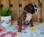 Small #2 Boxer