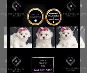 Maltese Puppy for sale in WARSAW, IN, USA