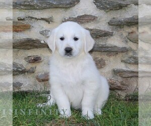 English Cream Golden Retriever Puppy for sale in CHRISTIANA, PA, USA