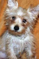 Morkie Puppy for sale in RACCOON, KY, USA