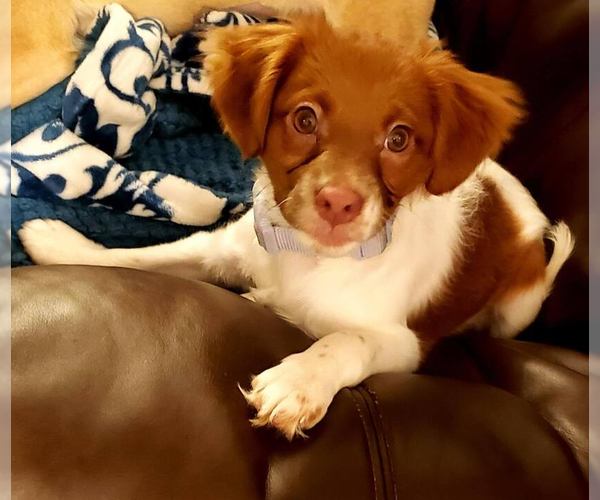 Medium Photo #3 Colonial Cocker Spaniel-Unknown Mix Puppy For Sale in Aurora, IN, USA