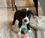 Small #7 Labrador Retriever Mix