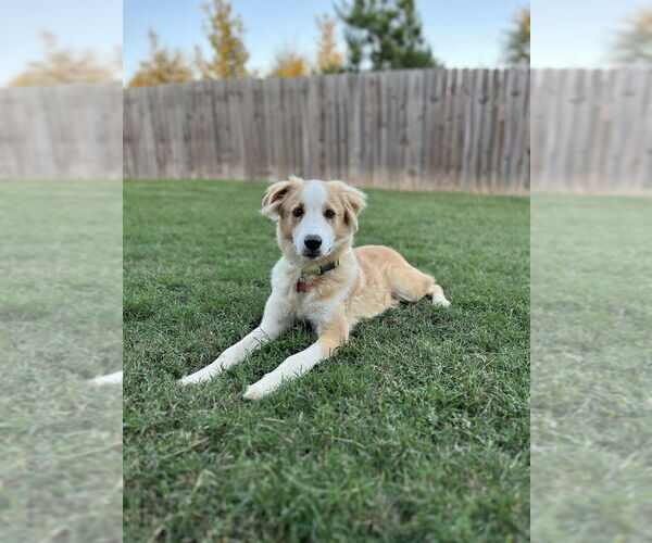 Medium Photo #3 Collie-Unknown Mix Puppy For Sale in Boston, MA, USA