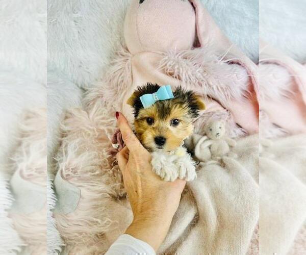 Medium Photo #31 Morkie Puppy For Sale in THONOTOSASSA, FL, USA