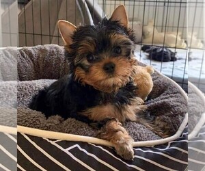 Yorkshire Terrier Dogs for adoption in NEW YORK, NY, USA