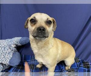 Chihuahua Dogs for adoption in Modesto, CA, USA