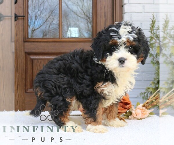 Medium Photo #2 Cavapoo (Miniature) Puppy For Sale in NARVON, PA, USA
