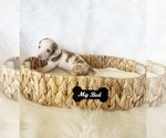Small #2 Dachshund