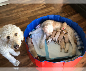 Mother of the Goldendoodle puppies born on 05/16/2020