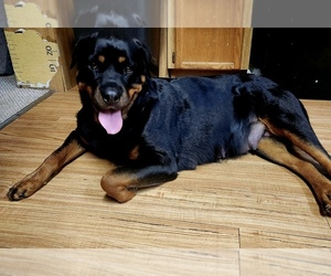 Mother of the Rottweiler puppies born on 08/22/2025