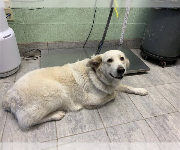 Medium Photo #1 Great Pyrenees-Unknown Mix Puppy For Sale in Grand Prairie, TX, USA