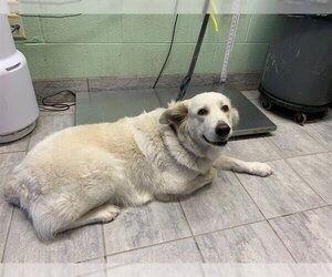 Great Pyrenees-Unknown Mix Dogs for adoption in Grand Prairie, TX, USA