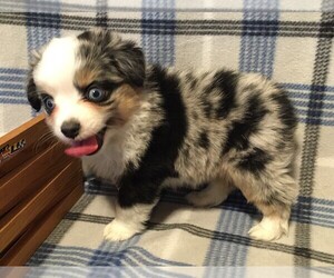 Miniature Australian Shepherd Puppy for sale in FORT MORGAN, CO, USA