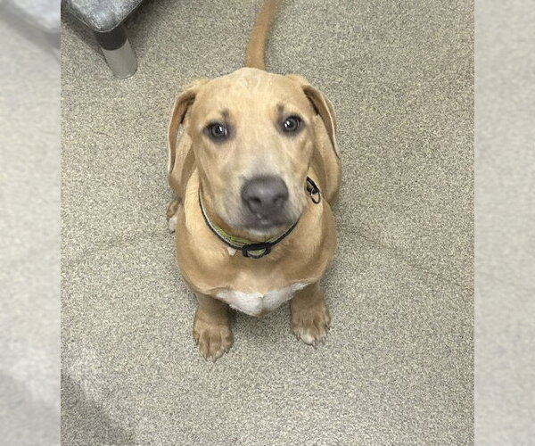 Medium Photo #1 Black Mouth Cur-Unknown Mix Puppy For Sale in Sterling, MA, USA