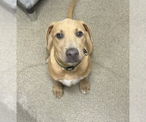 Black Mouth Cur-Unknown Mix Dogs for adoption in Sterling, MA, USA