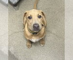 Small Black Mouth Cur Mix