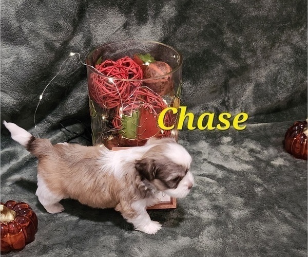 Medium Photo #2 Havanese Puppy For Sale in ALBION, PA, USA