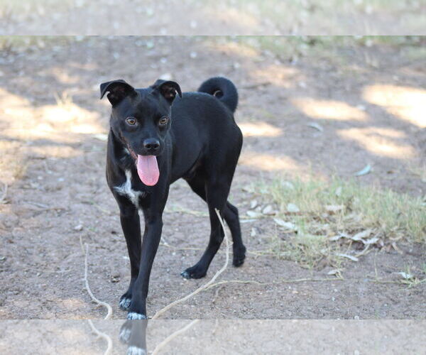 Medium Photo #1 Pointer-Pug Mix Puppy For Sale in El Centro, CA, USA