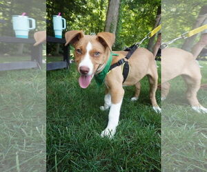 Labrador Retriever-Unknown Mix Dogs for adoption in Chester, VA, USA