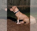 Small #16 American Pit Bull Terrier-American Staffordshire Terrier Mix
