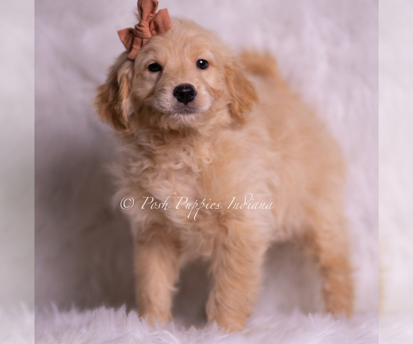 Medium Photo #9 Goldendoodle (Miniature) Puppy For Sale in WARSAW, IN, USA