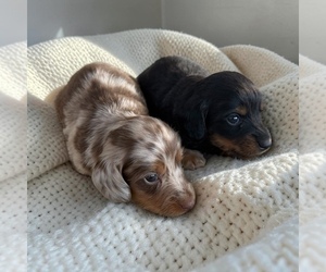 Medium Dachshund