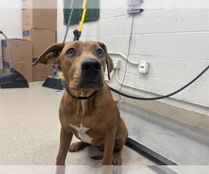 Carolina Dog Dogs for adoption in Grand Prairie, TX, USA