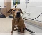 MAYMAY - Female Carolina Dog Dog for Adoption - Small photo