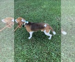 Small Photo #1 Beagle Puppy For Sale in WOODBRIDGE, VA, USA
