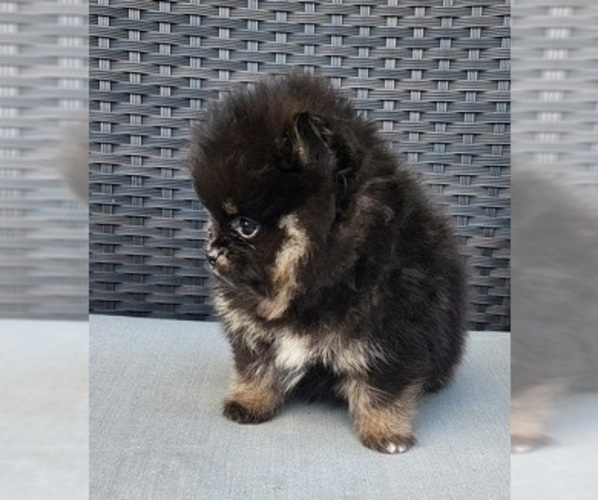 Medium Photo #2 Miniature Spitz Puppy For Sale in HOMESTEAD, FL, USA