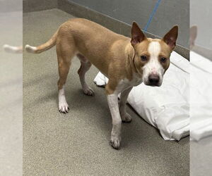 American Pit Bull Terrier-Unknown Mix Dogs for adoption in Las Vegas, NV, USA