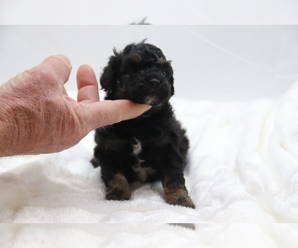 Medium Photo #16 Cockapoo Puppy For Sale in RIPLEY, TN, USA