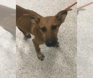 Labrador Retriever-Unknown Mix Dogs for adoption in Conroe, TX, USA