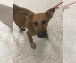 A433549 - Male Labrador Retriever-Unknown Mix Dog for Adoption - Small photo