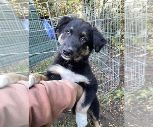 Australian Shepherd Puppy for Sale in BELMONT, Vermont USA