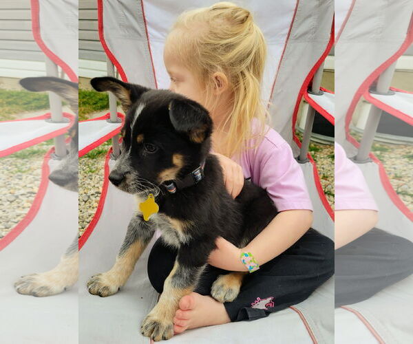 Medium Photo #4 Mutt Puppy For Sale in Sandy, UT, USA