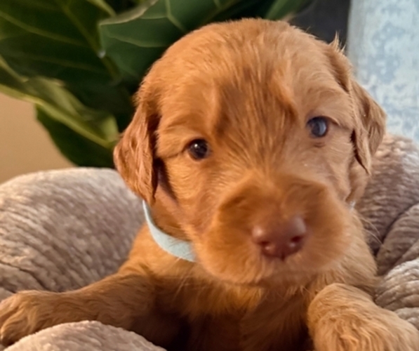 Medium Photo #10 Goldendoodle mix (+ Poodle Standard) Puppy For Sale in EL PASO, TX, USA