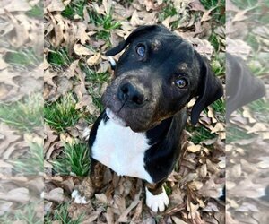 American Staffordshire Terrier-Unknown Mix Dogs for adoption in Earl, NC, USA